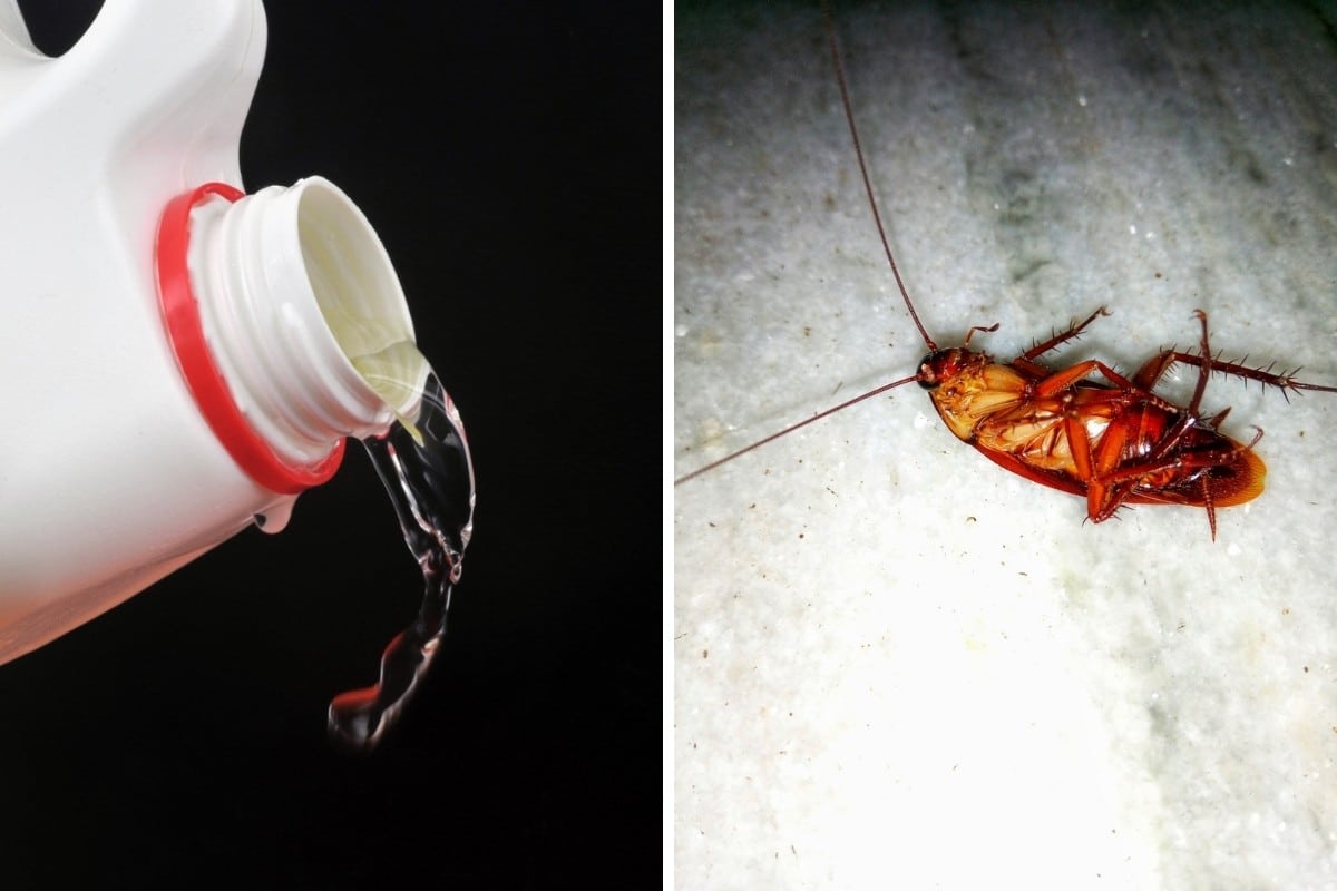 One photo each of bleach and a cockroach side by side
