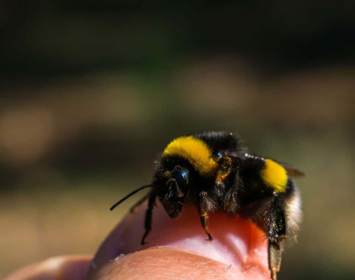 A bumblebee on a finger