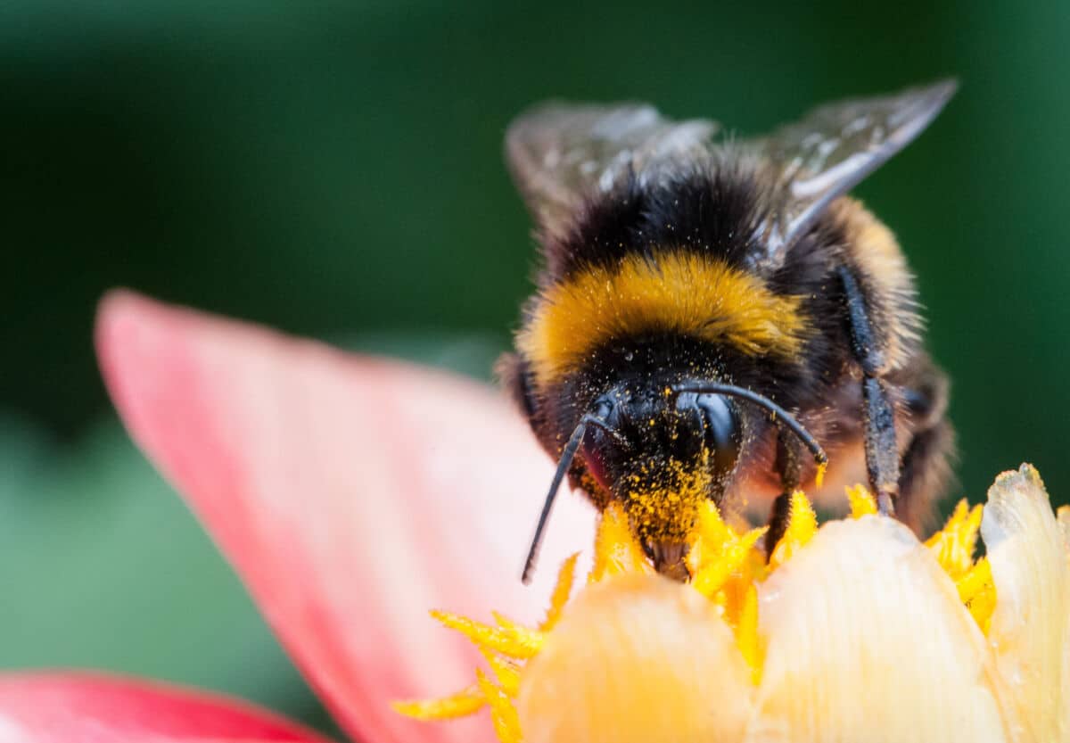 Macro shot of a bumblebee on a yellow flower