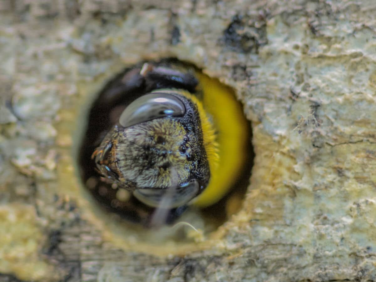Carpenter bee in a hole