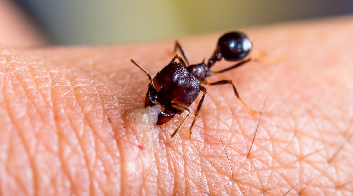 do safari ants bite