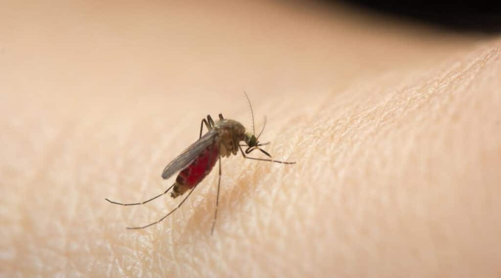 Mosquito on Human Skin