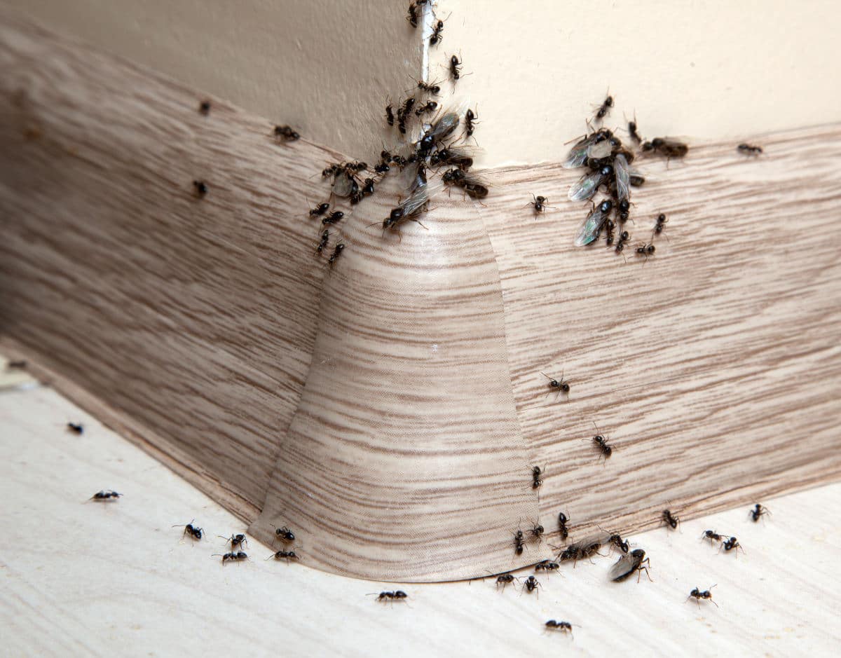 Ants crawling on and around a corner of a on baseboard