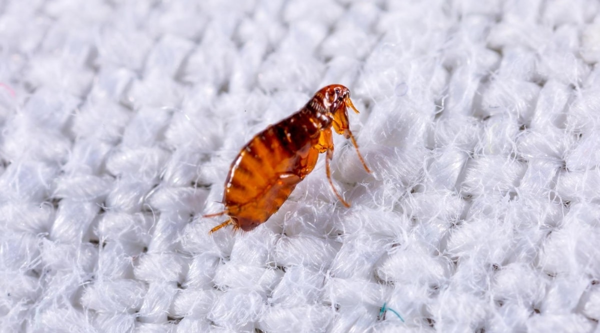 How to Get Rid of Fleas in Your Carpet For Good: 8 Different Options