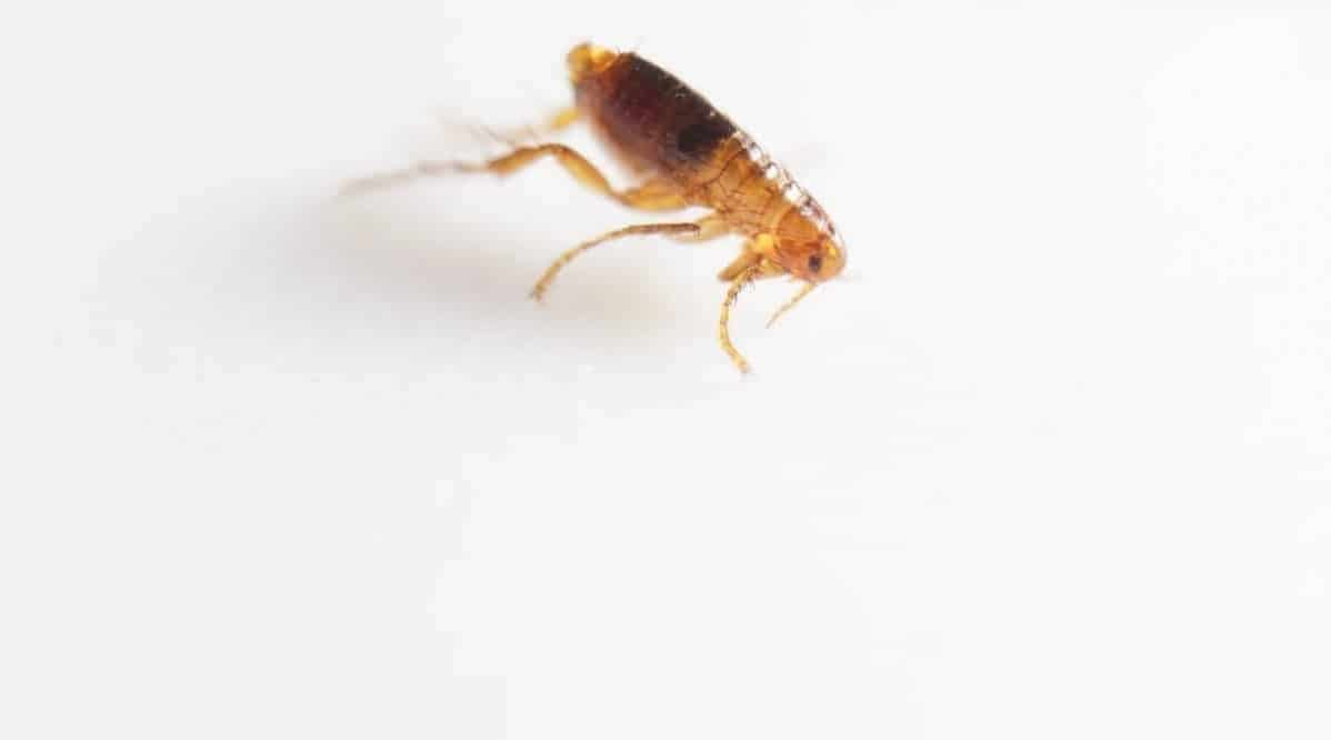 Can Fleas Live on Your Shoes or on Your Clothes?