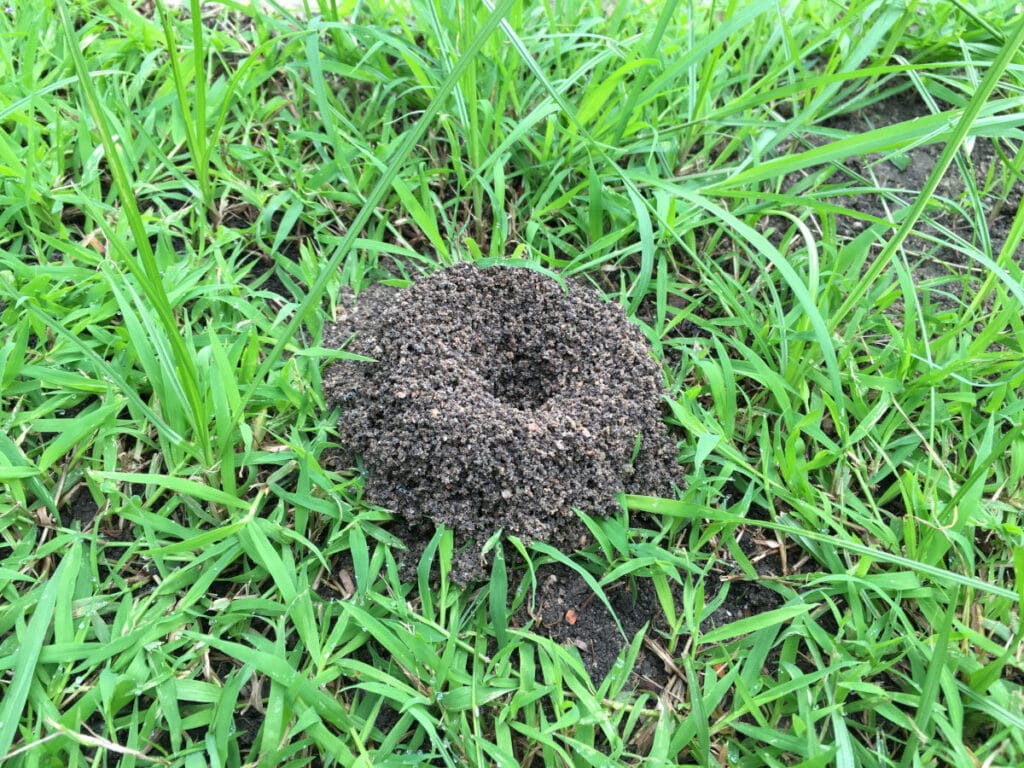 A large ant nest on a grass lawn