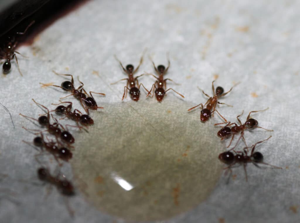 Close up photograph of ants consuming bait on a white surface