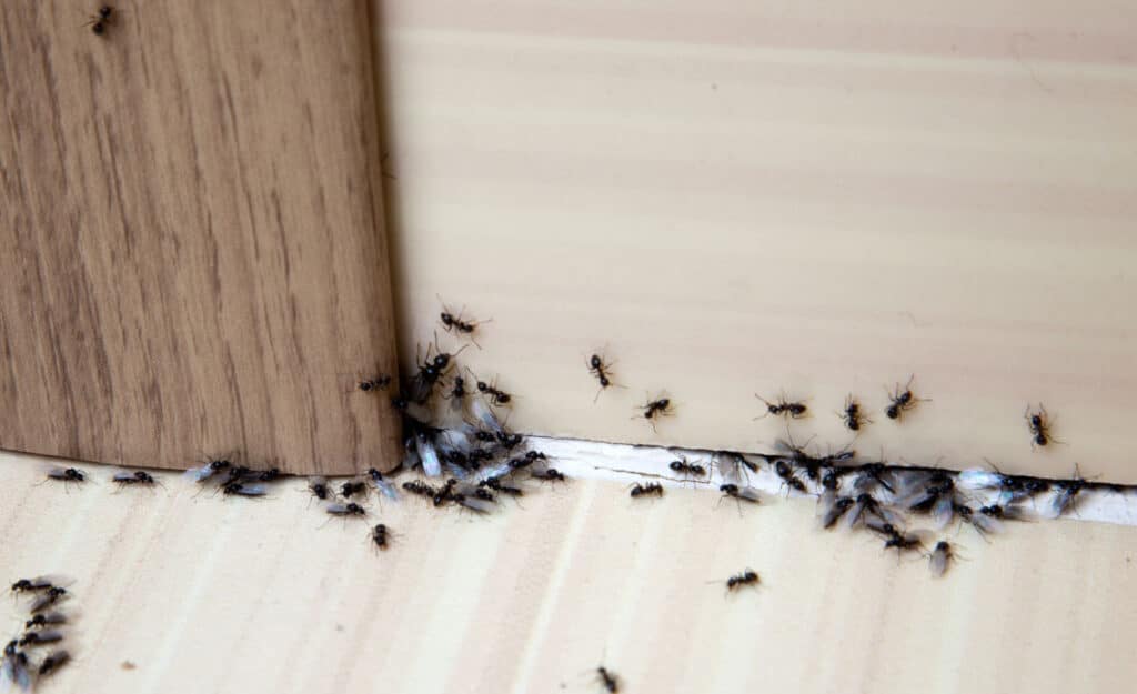 Ants in and on a skirting board in a house
