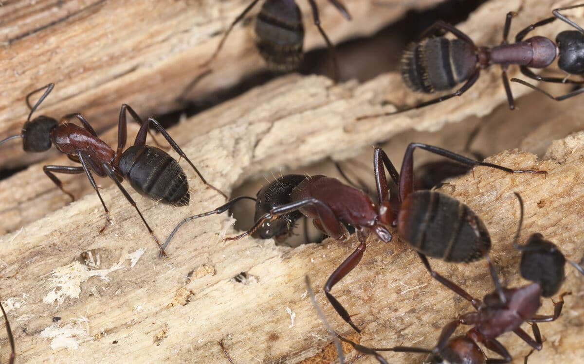 Carpenter ants on wood, tunneling