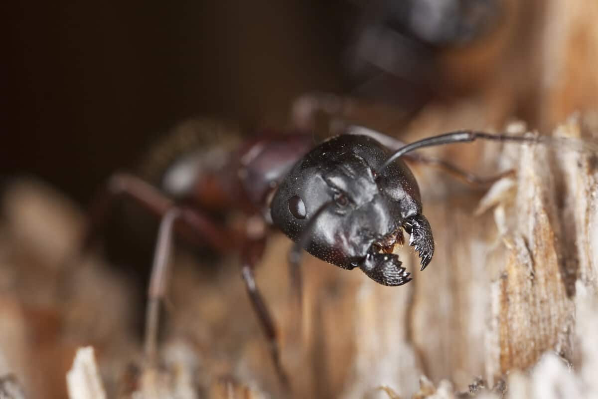 Close up of a carpenter ants head while it stands on some heavily chewed wood