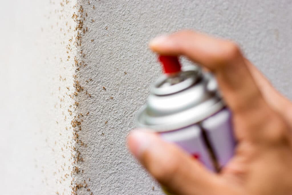 A woman's hand spraying ants on a white wall
