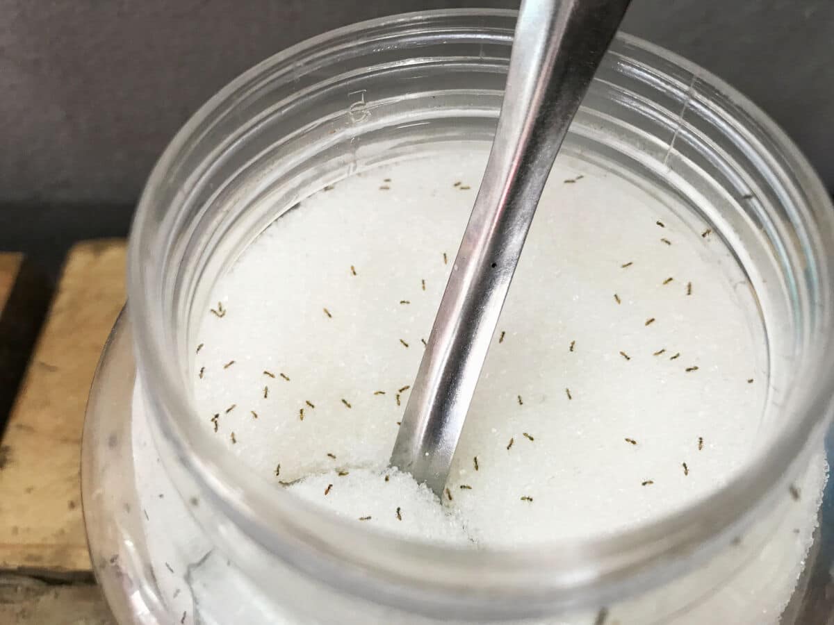 Ants in a jar full of white sugar