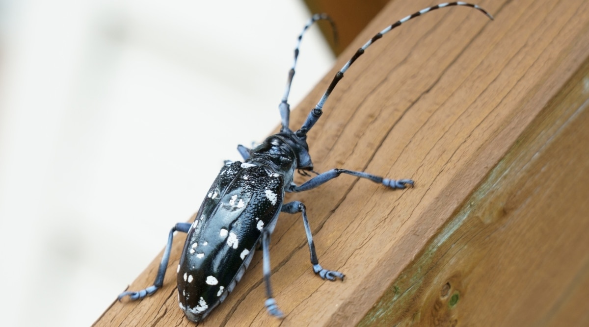 Asian Longhorned Beetle on Wood