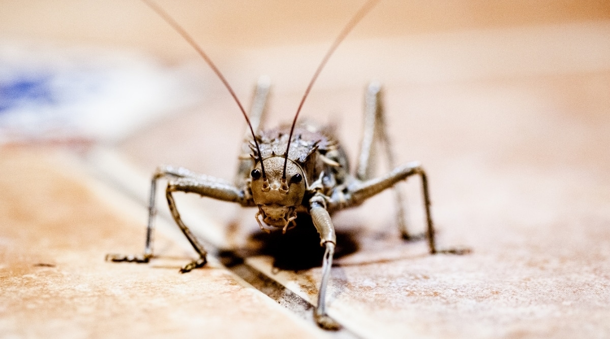 Cricket bug on floor