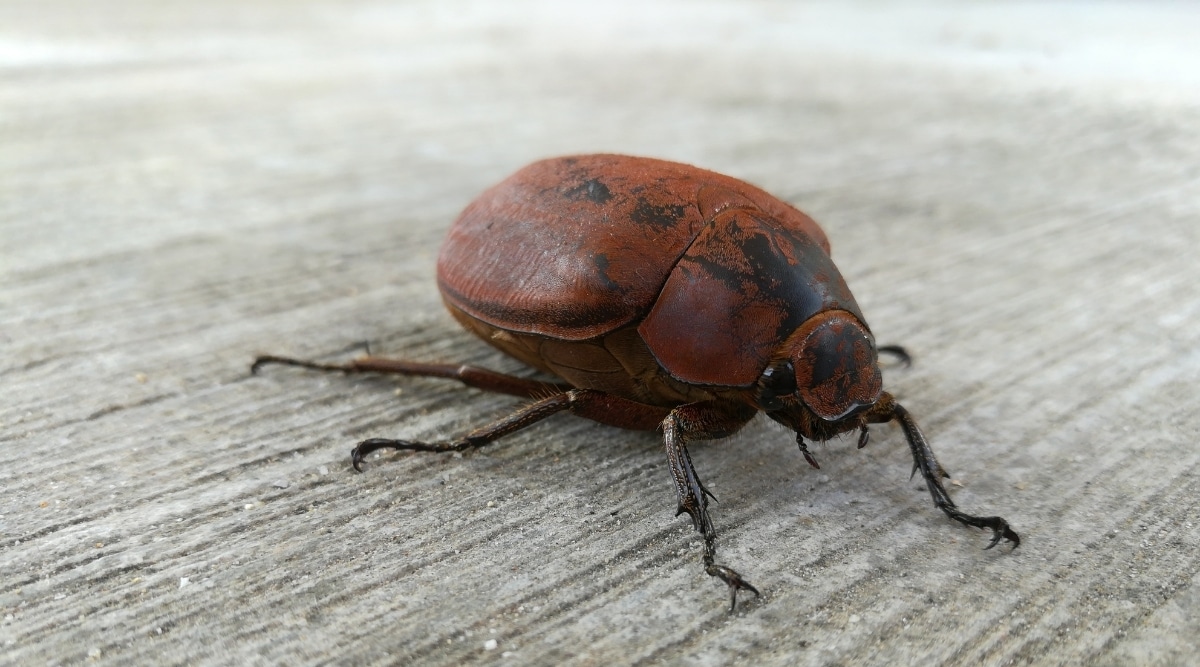 June Bug Beetle