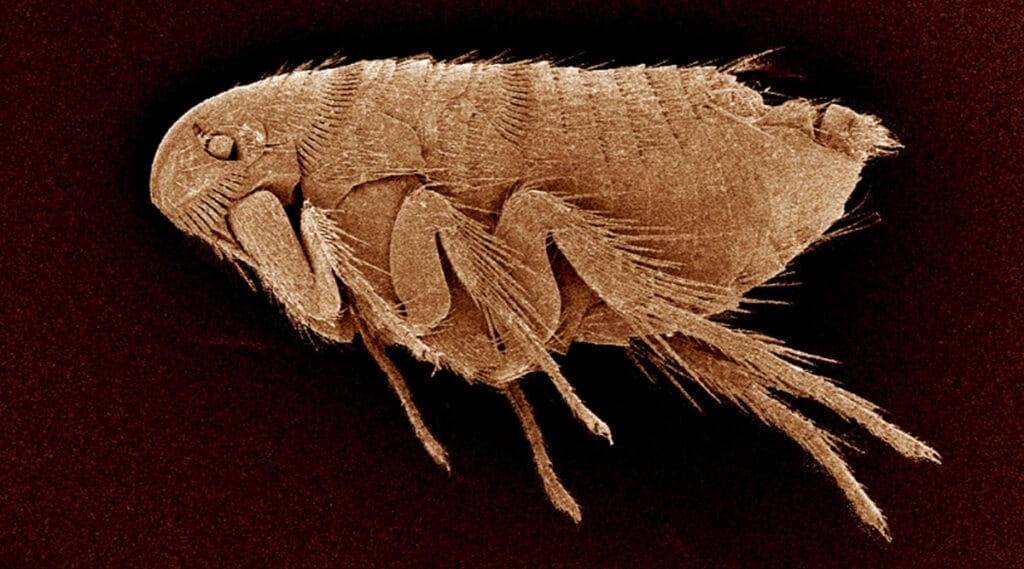 Small Flea Insect