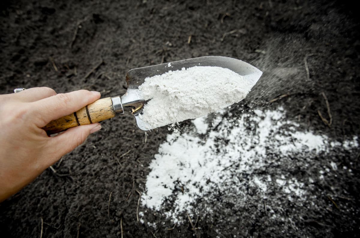 A gardener applying baking soda mix bait to an ant hill