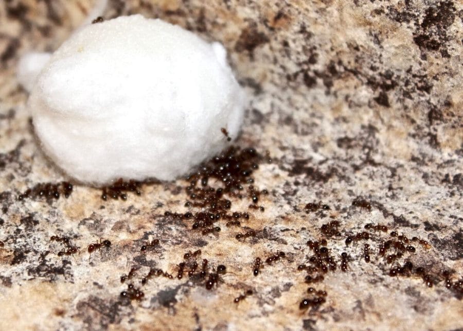 How To Get Rid Of Sugar Ants And Prevent Them Coming Back   Boric Acid For Ants 900x643 