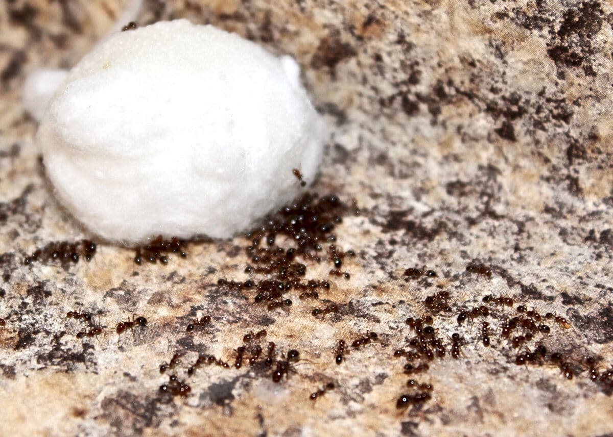 Ants consuming a home made ant bait soaked in cotton wool