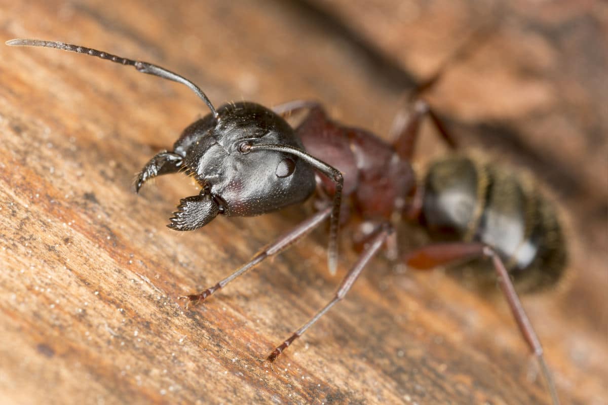 Close up of a carpenter ant head on