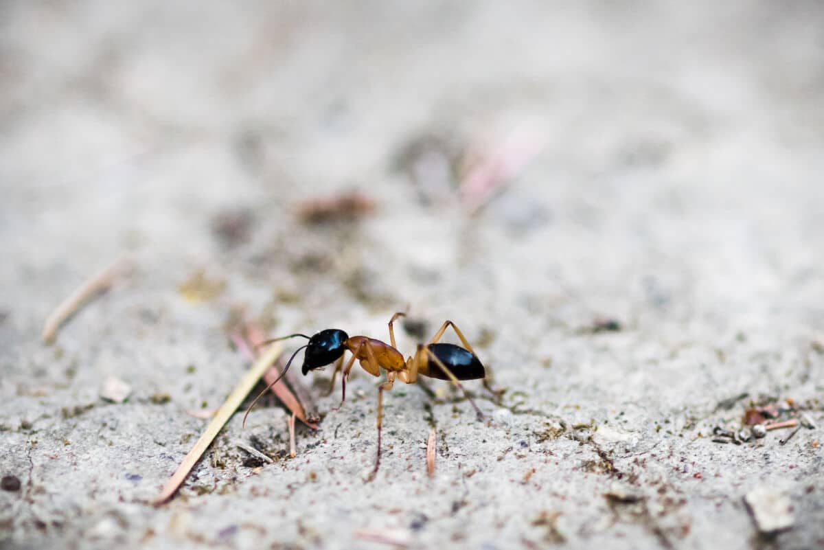Close up of a sugar ant on white gravel