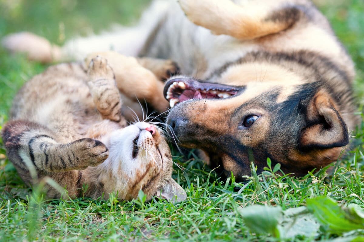 A dog can cat rolling around on grass together