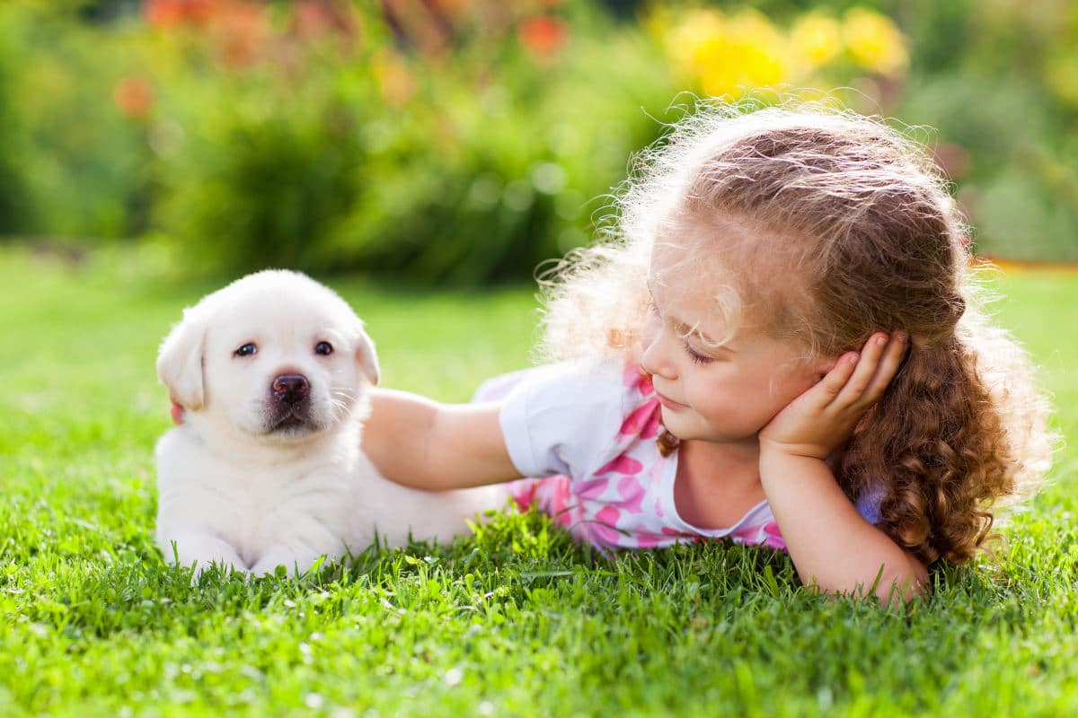 dog and child on grass in summer