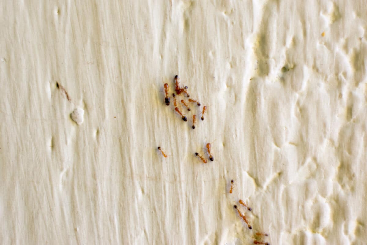Red ants on an internal home wall