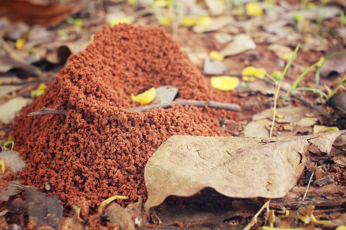 A fire ant nest in grass