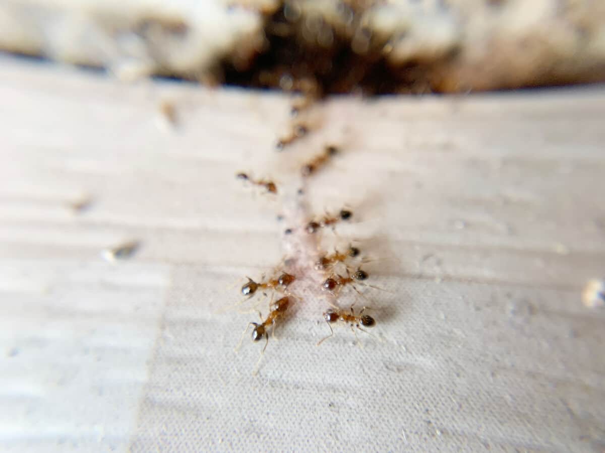 A sugar ant trail in a home
