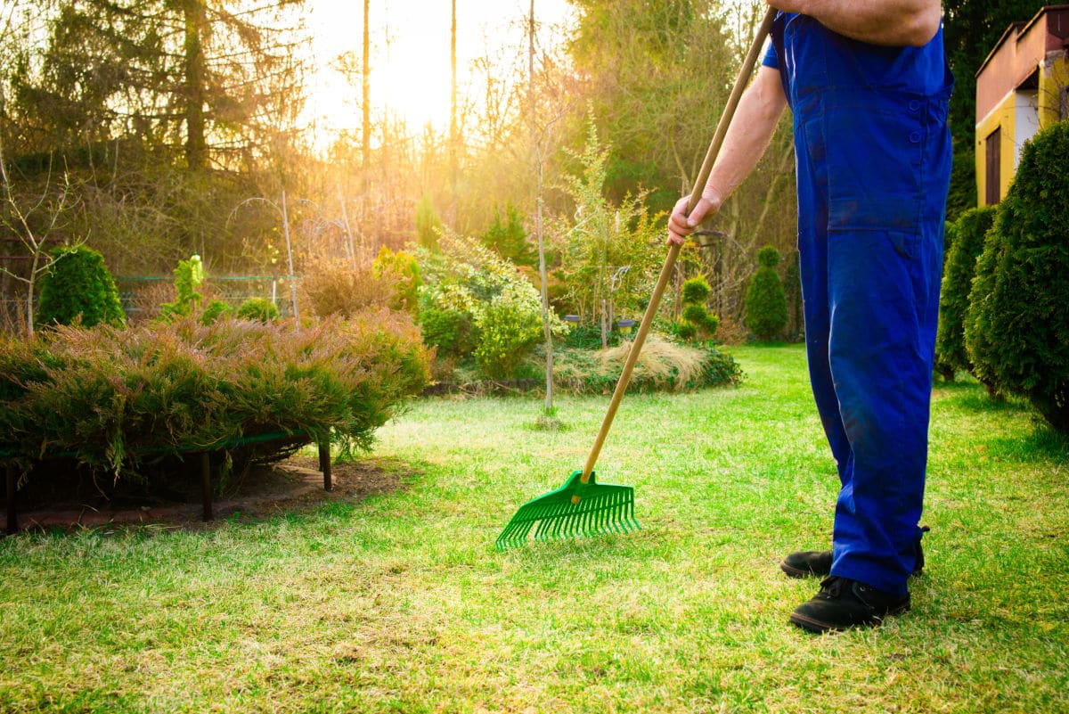 A man raking grass and an ant hill