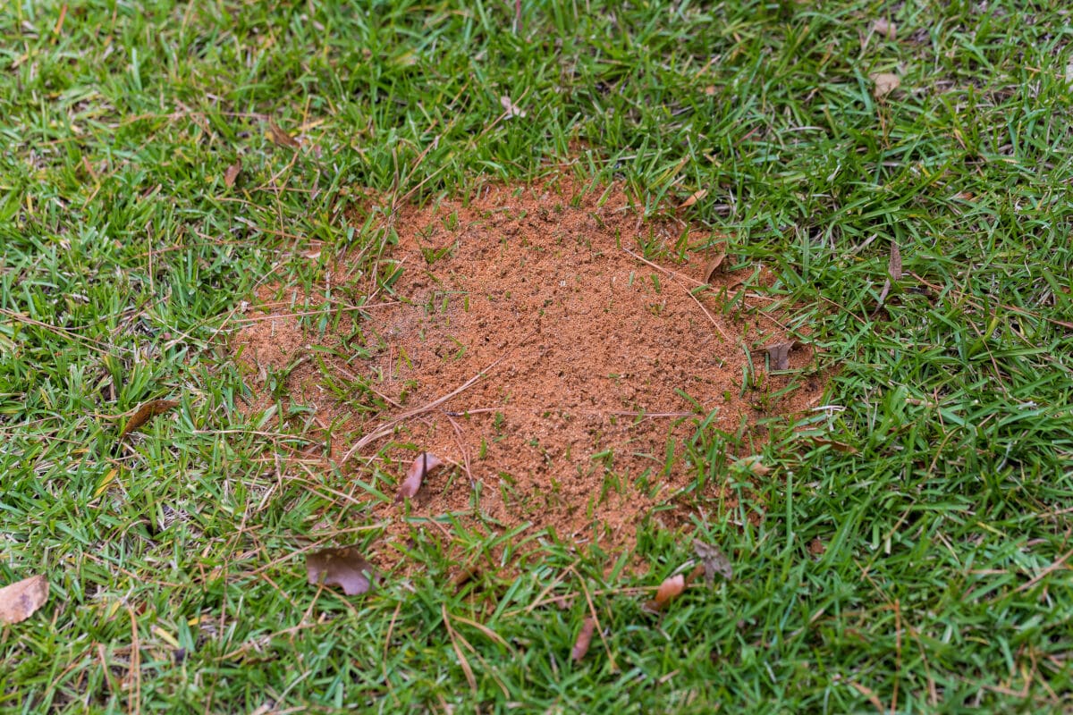 A red ant fire nest on a lawn