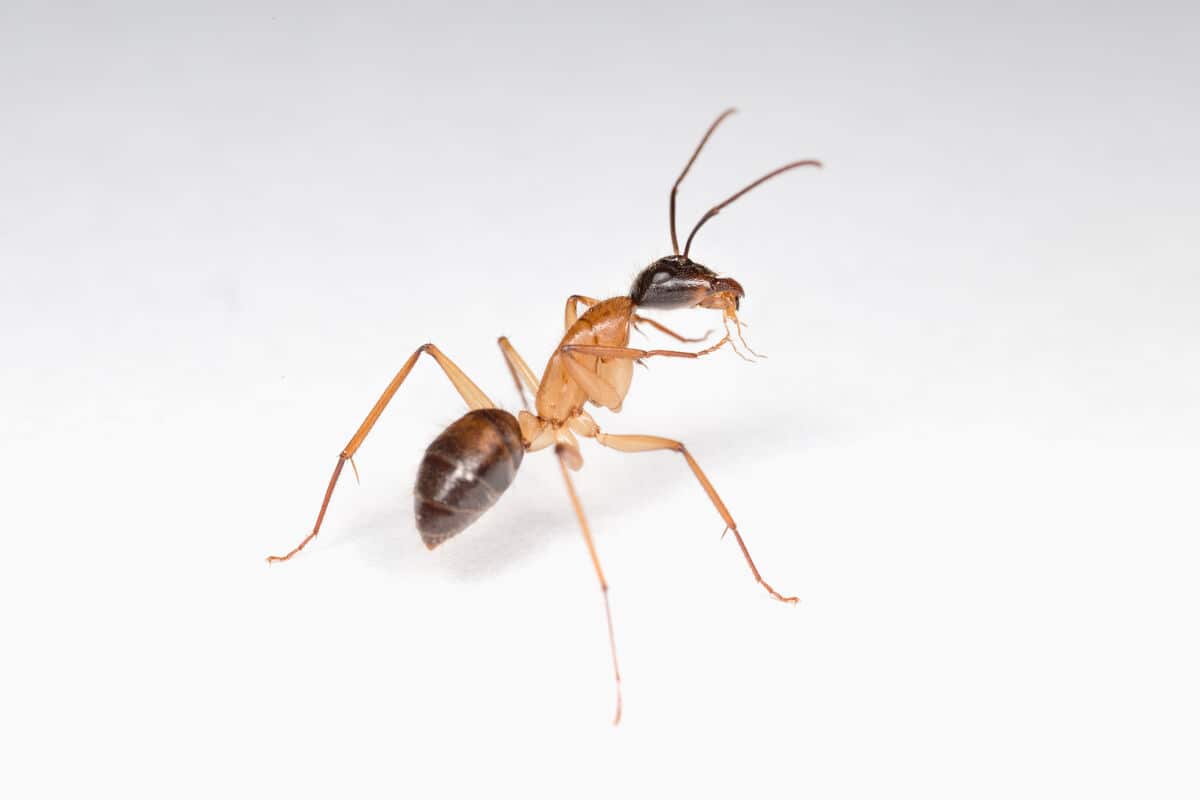 Close up of a banded sugar ant on a white surface