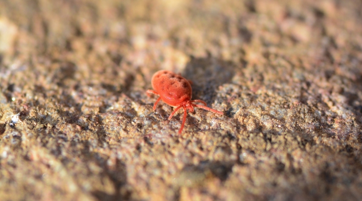 tiny red bug on concrete