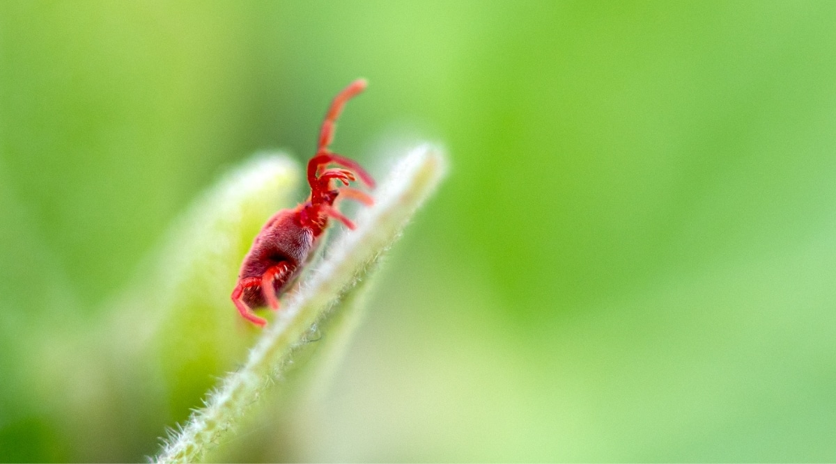 tiny red bug sitting on leaf