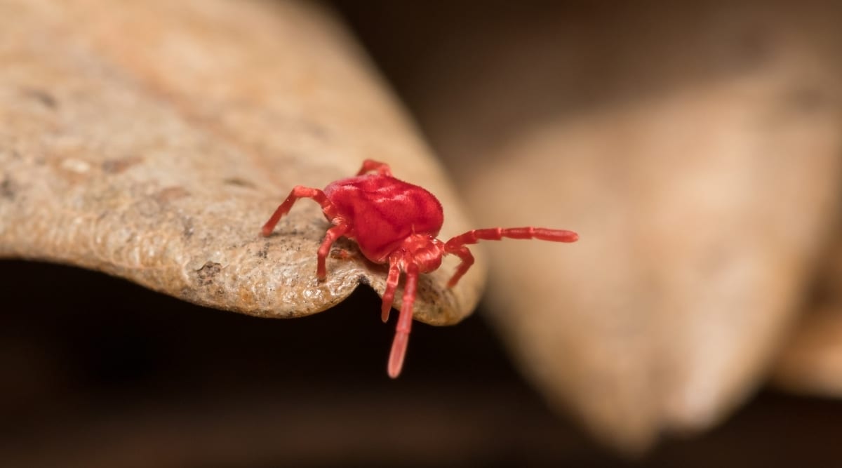 Red bug sitting on leaf.