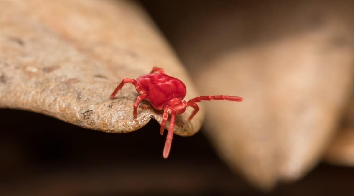 tiny red bugs