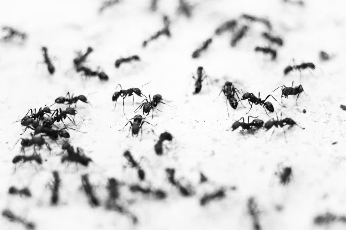 Black ants on a white surface