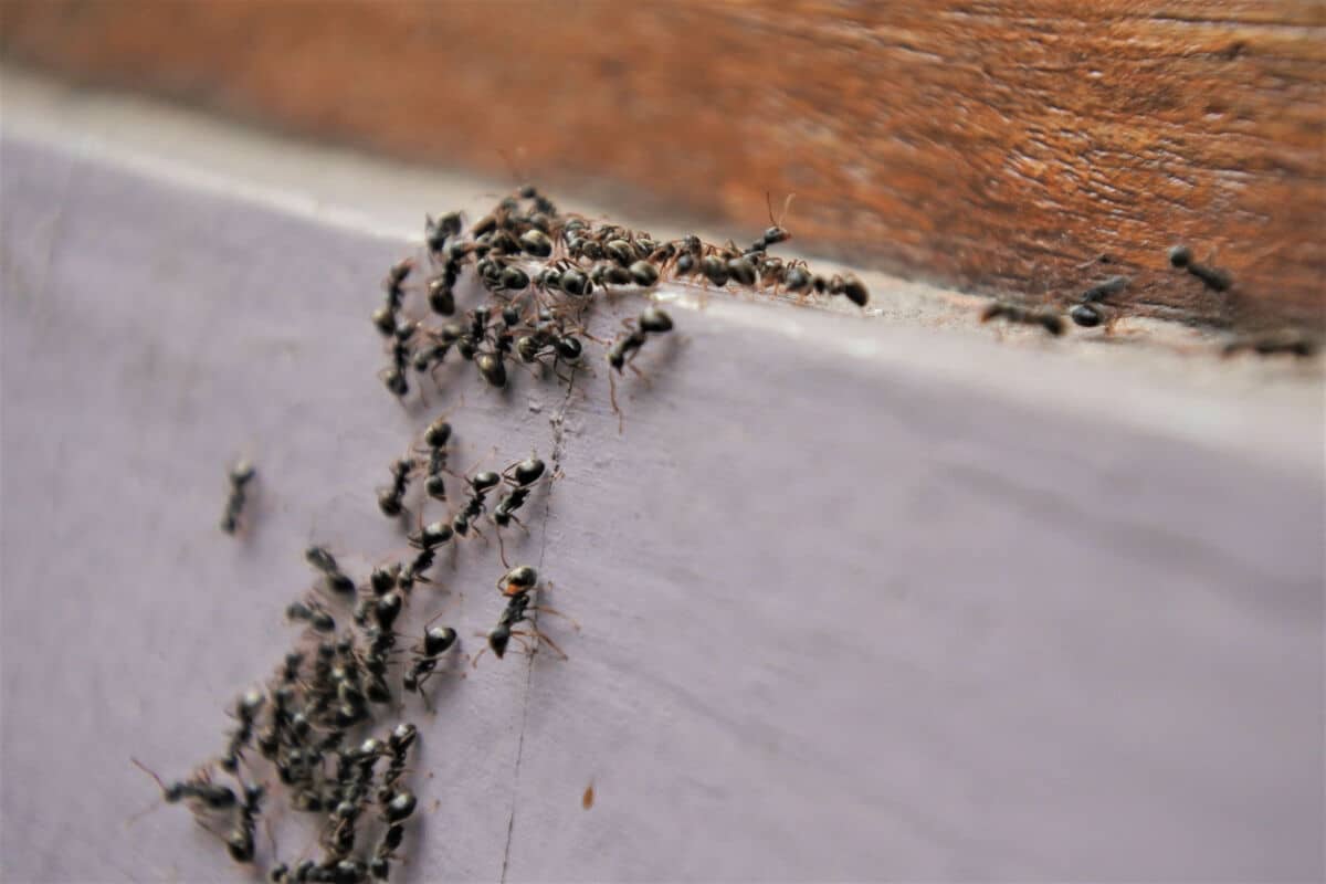 A trail of black ants climbing a baseboard inside a home