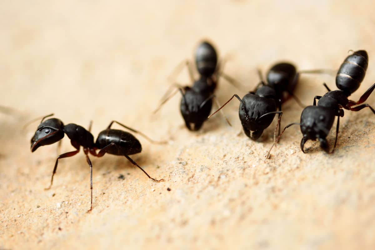A group of carpenter ants chewing on a light colored wooden board