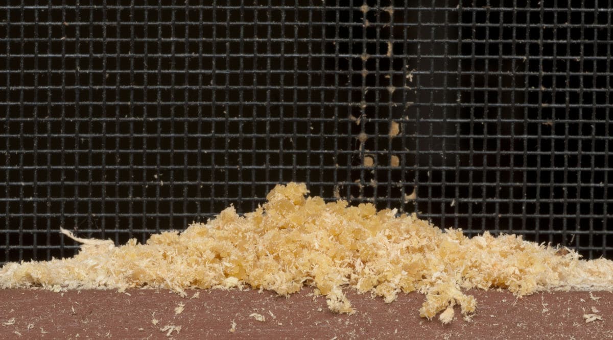 carpenter ant frass at the base of an internal wall of a home
