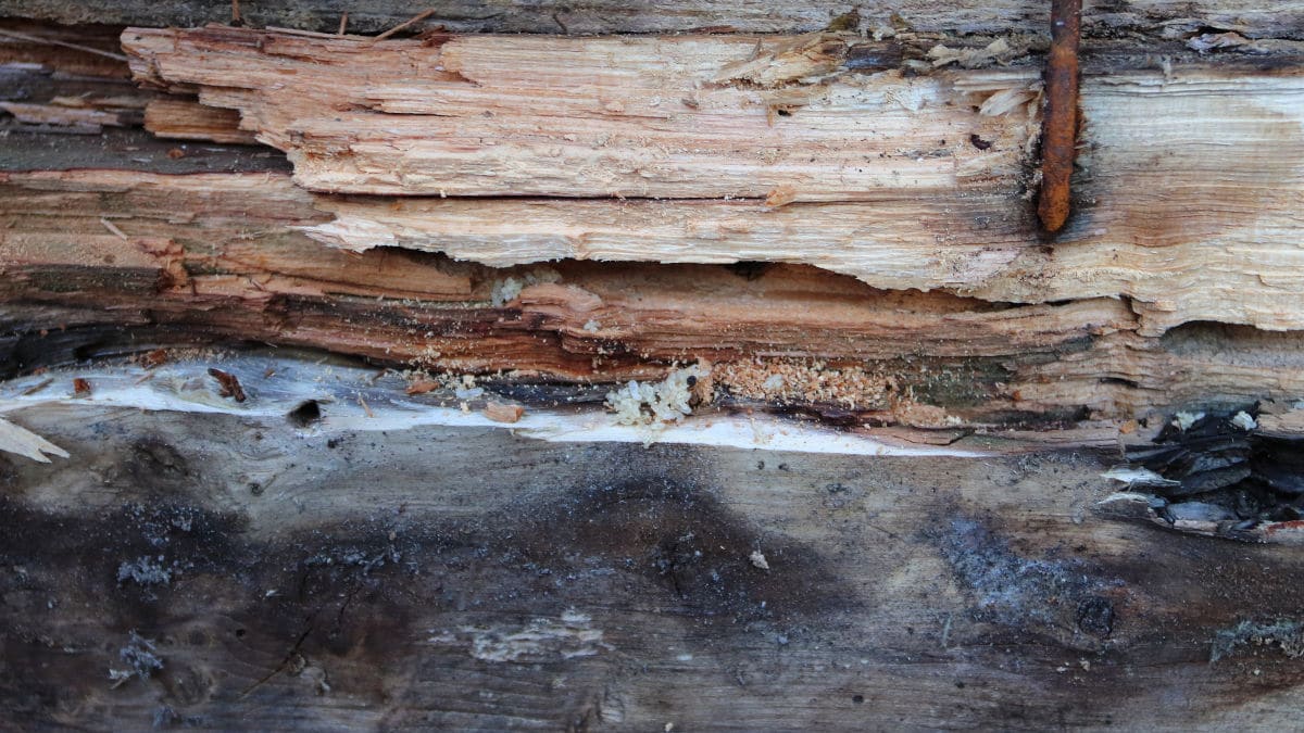 carpenter ant damage to wood inside of a home