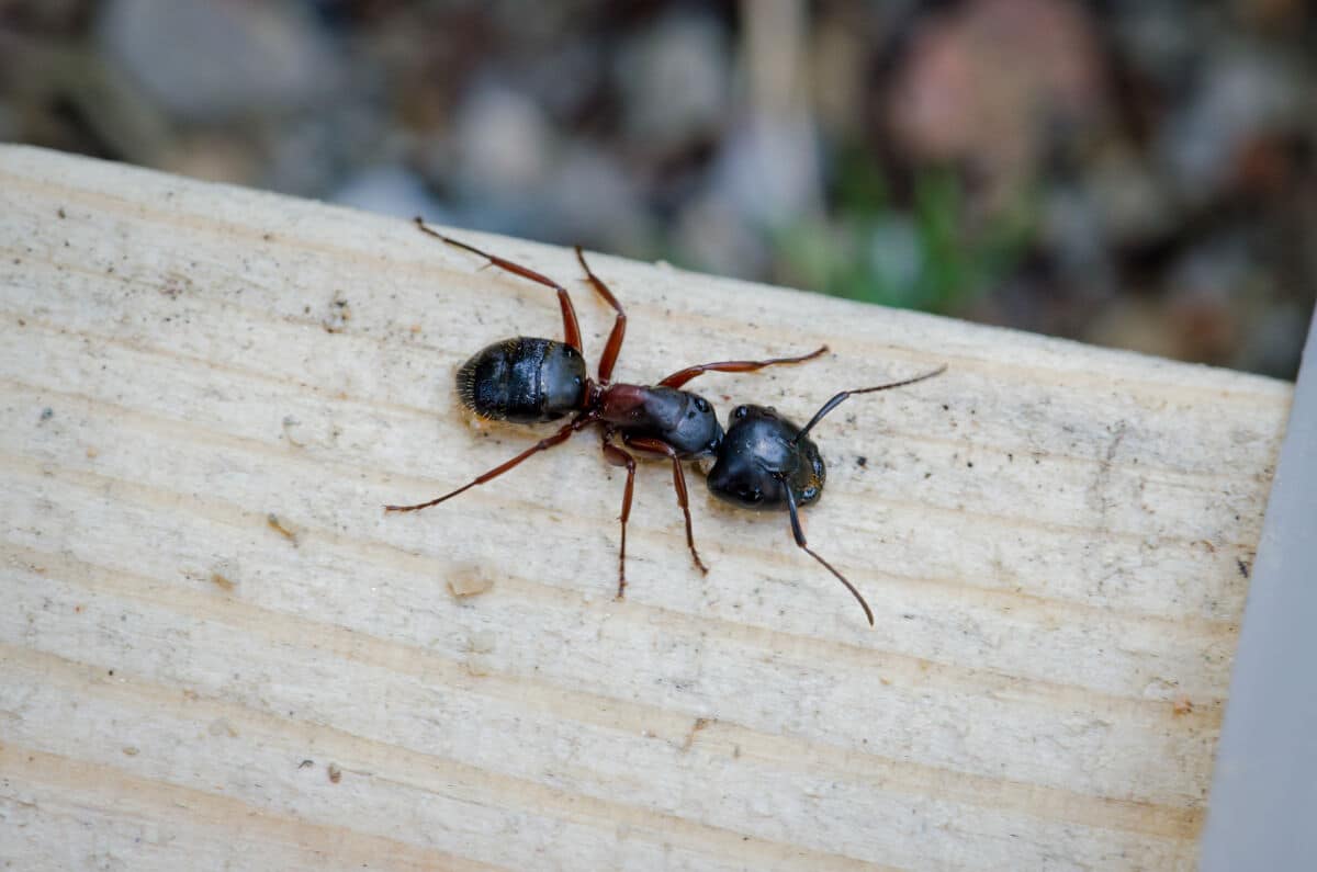 lose up of a black carpenter ant on a wooden plank