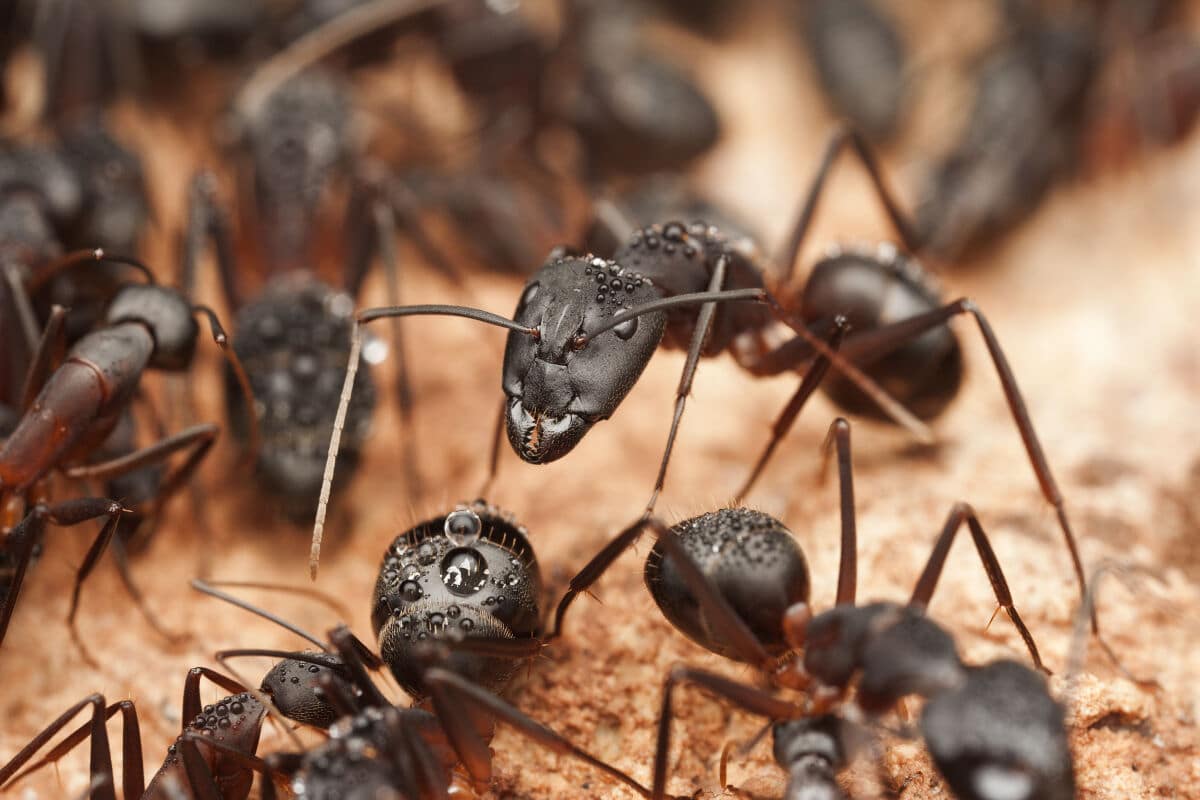 Close up shot of a group of carpenter ants