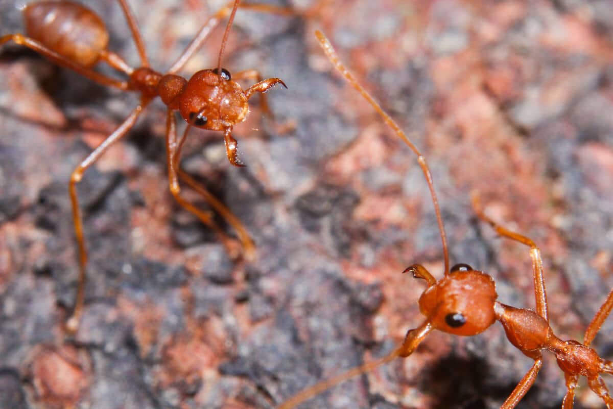 Macro shot of two fire ants in a woodland