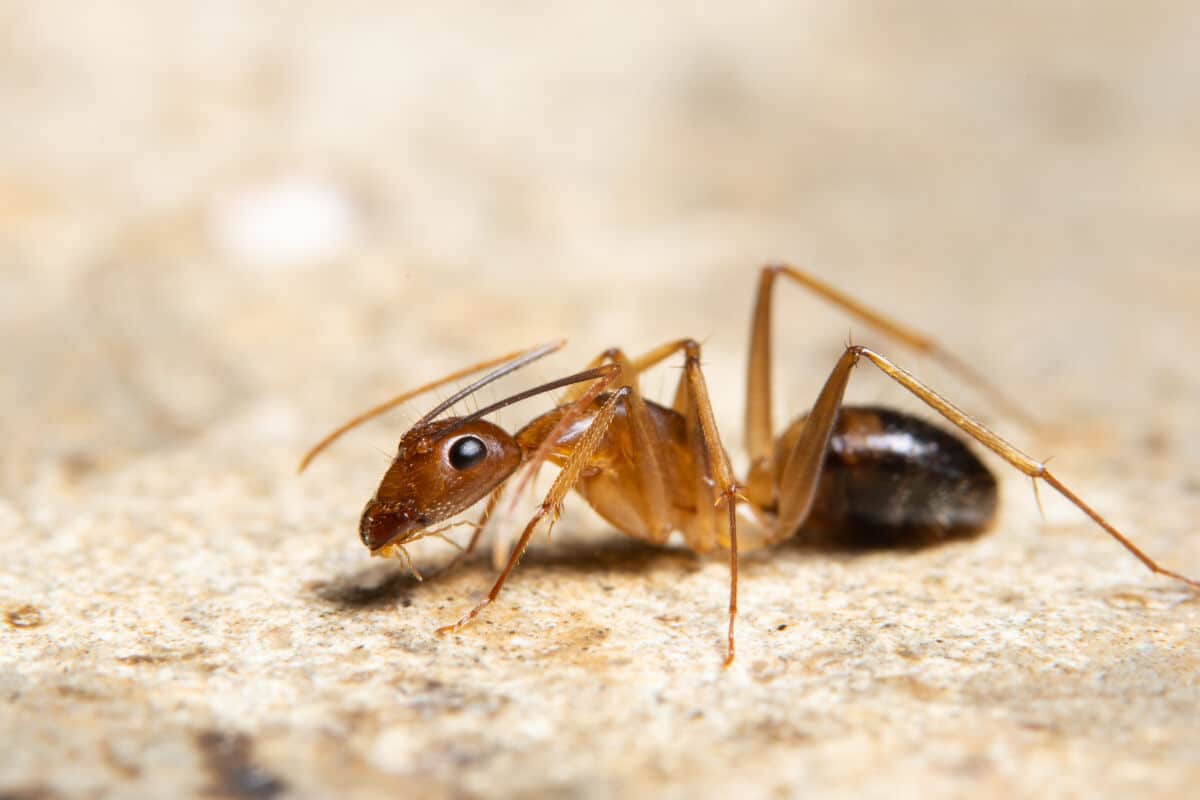 Close up of a ghost ant on wood