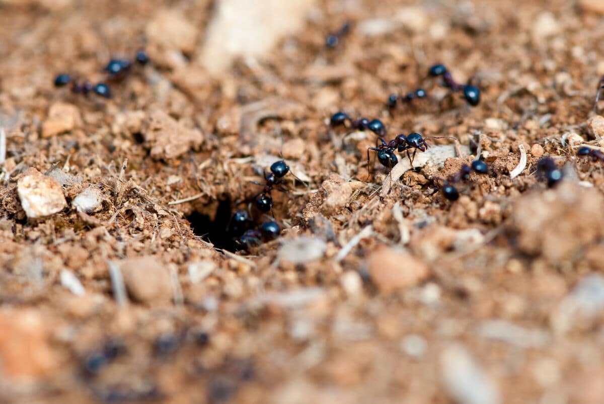A trail of ants going to and from their colony on a woodland floor