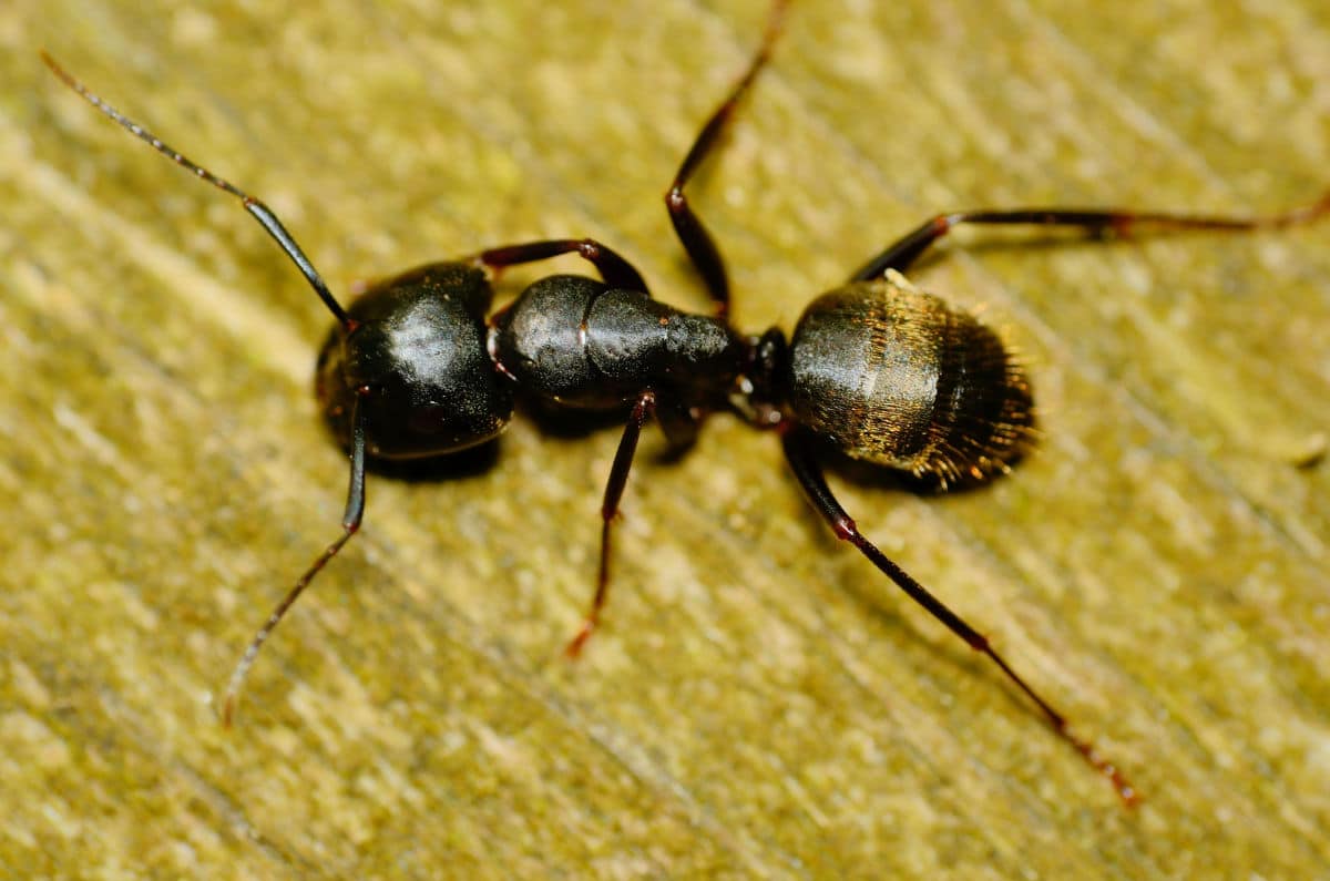 Macro shot from above of a carpenter ant on a wooden surface