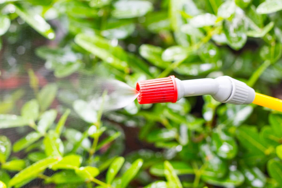 A chemical spray hose against a grass background