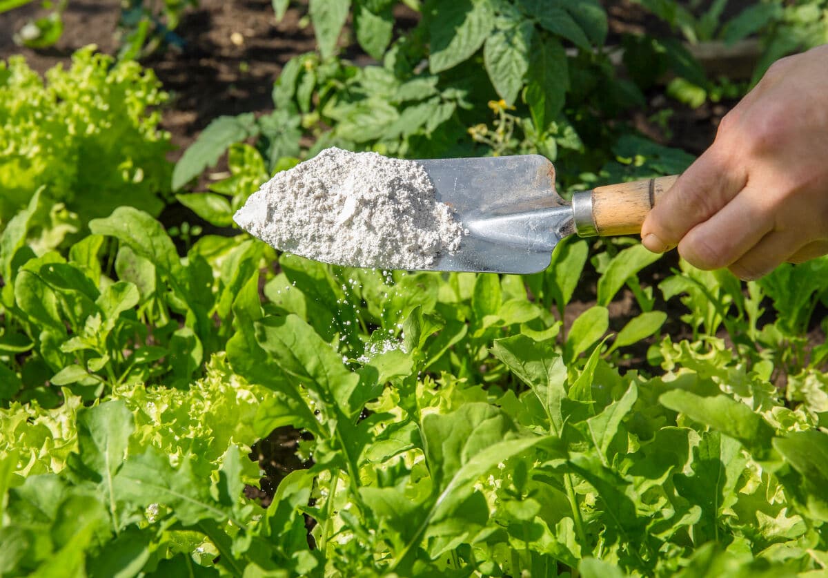 diatomaceous earth on a garden trowel against a grass background